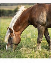 Pferd beim Grasen