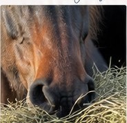 Pferd bei der Fütterung